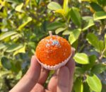 WhatsApp Image 2024-08-06 at 11.31.10_428b7893